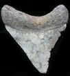 Juvenile Megalodon Tooth - Venice, Florida #32885-1